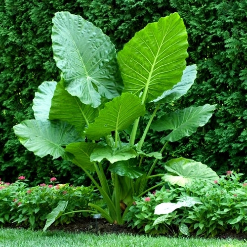 Alocasia macrorrhizos