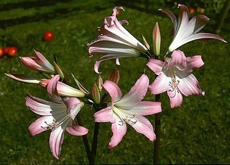 Amaryllis belladonna 'Pink'