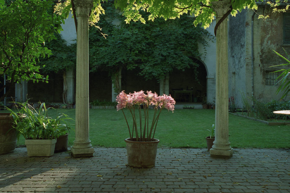 Amaryllis belladonna 'Pink'