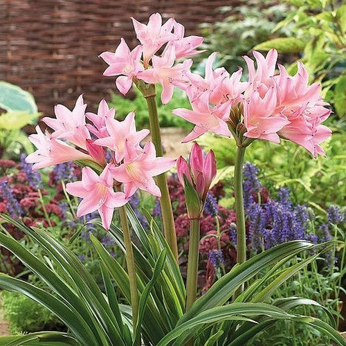 X amarcrinum memoria-corsii 'Howardii'