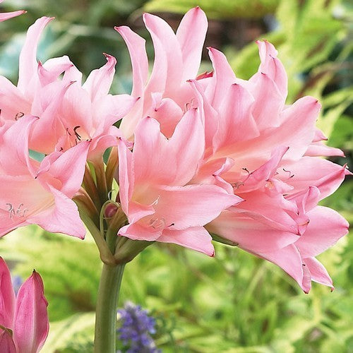 X amarcrinum memoria-corsii 'Howardii'