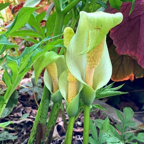 Amorphophallus albus
