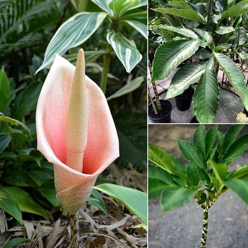 Amorphophallus bulbifer
