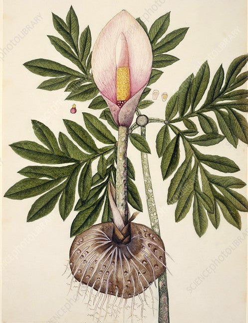 Amorphophallus bulbifer
