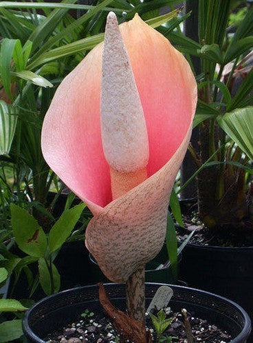 Amorphophallus bulbifer