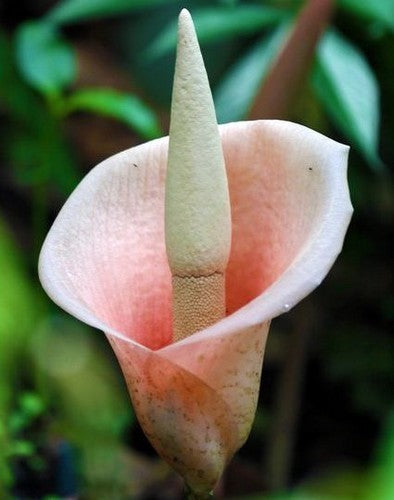 Amorphophallus bulbifer