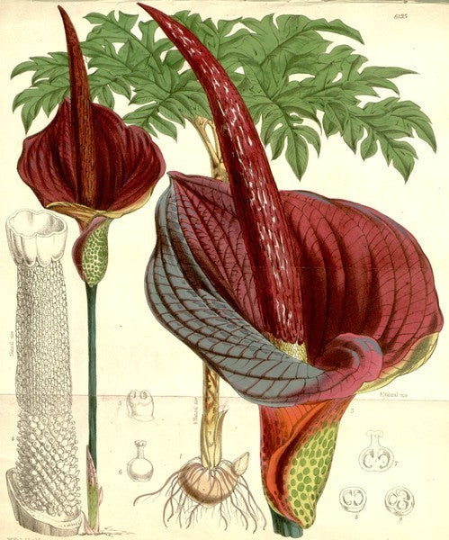 Amorphophallus konjac