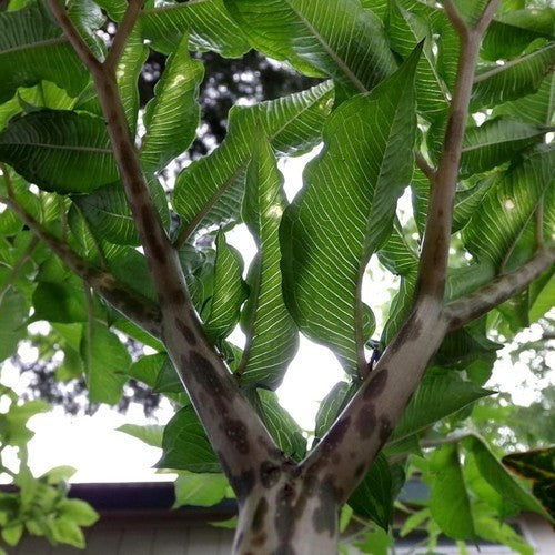 Amorphophallus konjac