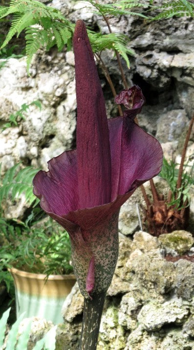 Amorphophallus konjac