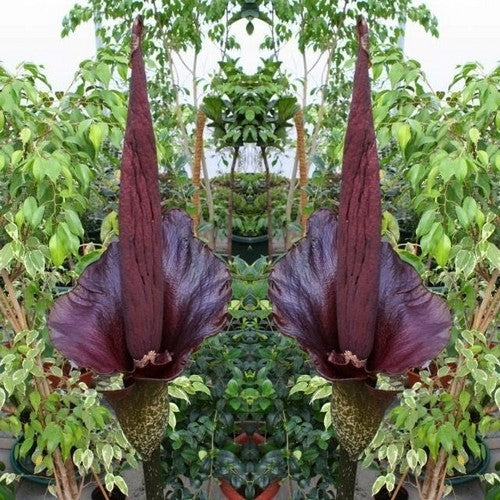 Amorphophallus konjac