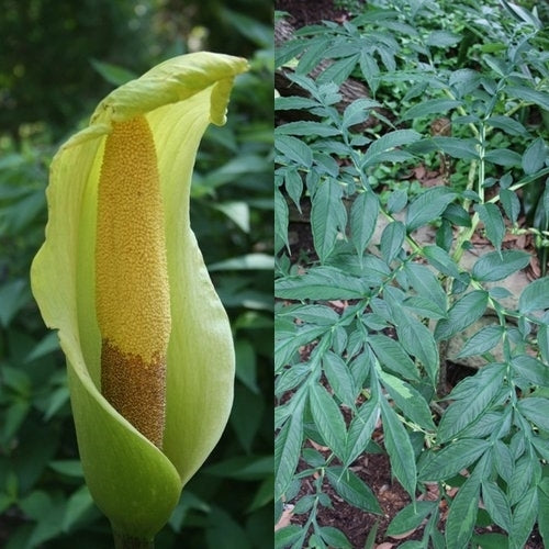 Amorphophallus nepalensis