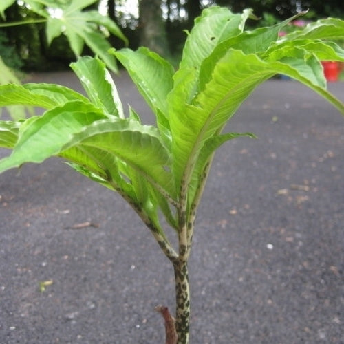 Amorphophallus nepalensis