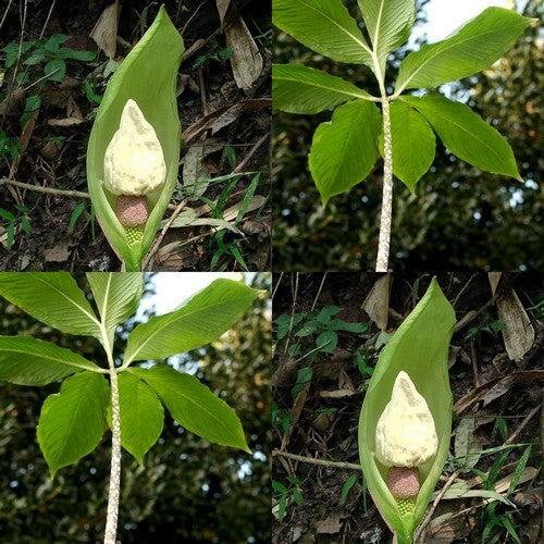 Amorphophallus yunnanensis