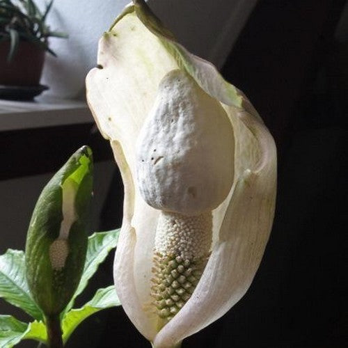 Amorphophallus yunnanensis