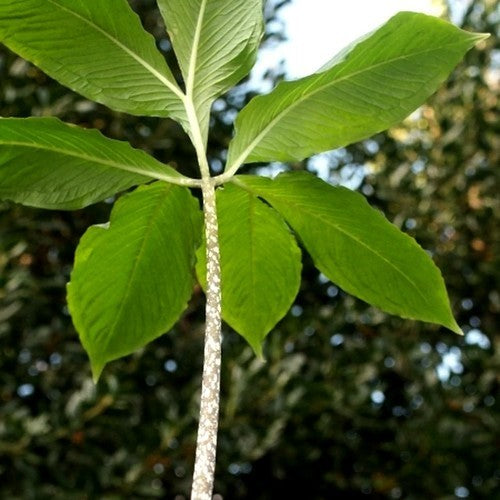 Amorphophallus yunnanensis