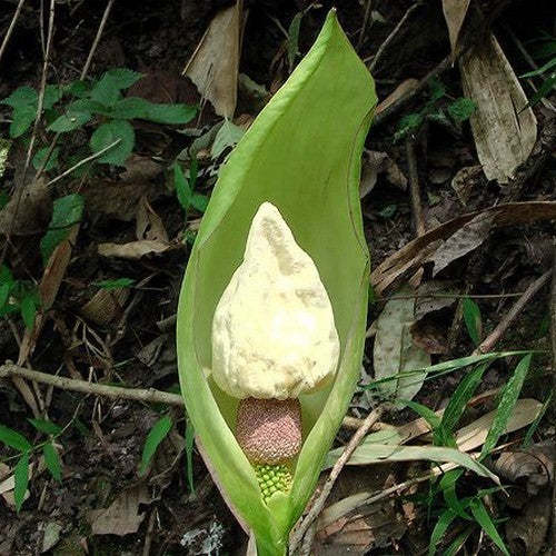 Amorphophallus yunnanensis