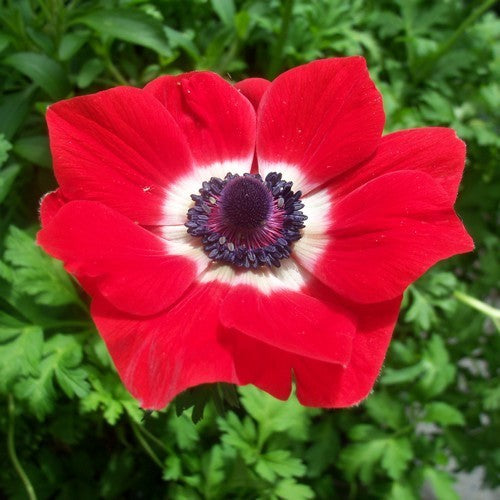 Anemone coronaria 'Hollandia'