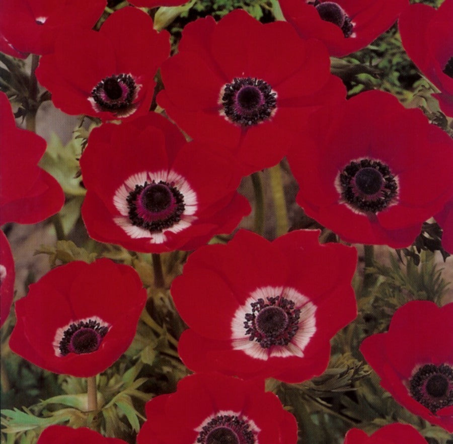 Anemone coronaria 'Hollandia'