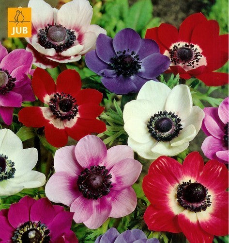 Anemone coronaria 'Single Mixed'