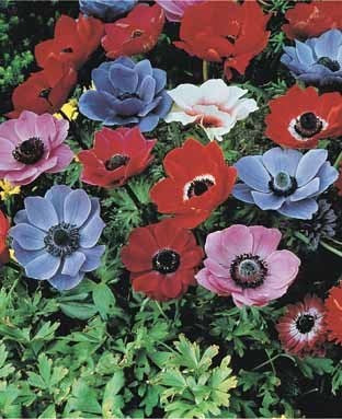 Anemone coronaria 'Single Mixed'