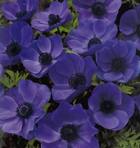 Anemone coronaria 'Mr. Fokker'