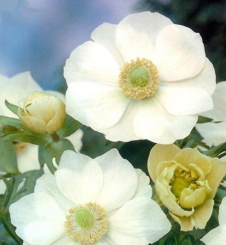 Anemone coronaria 'The Bride'