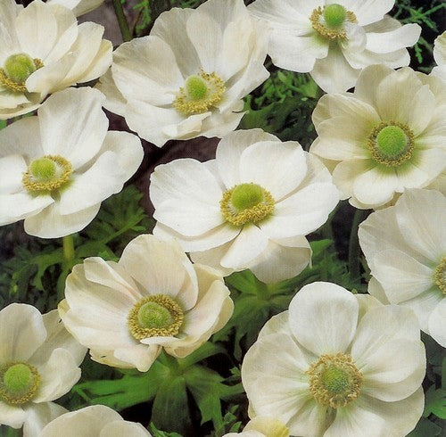 Anemone coronaria 'The Bride'