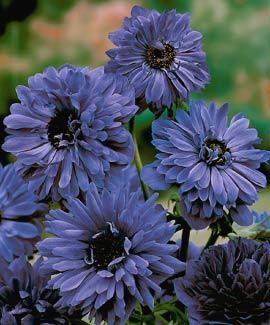 Anemone coronaria 'Lord Lieutenant'