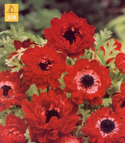 Anemone coronaria 'The Governor'