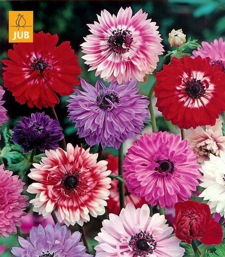 Anemone coronaria 'Double Mixed'