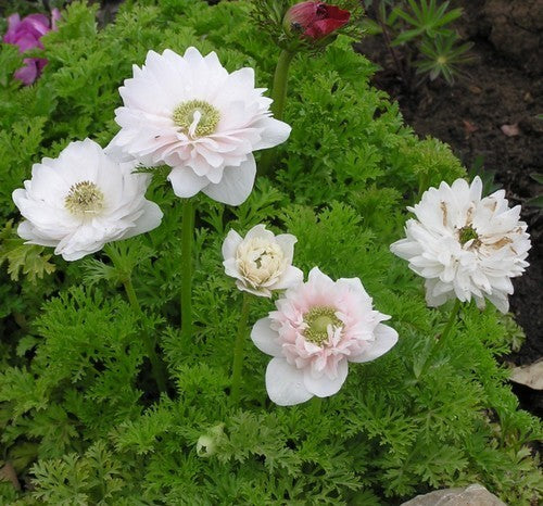 Anemone coronaria 'Mount Everest'