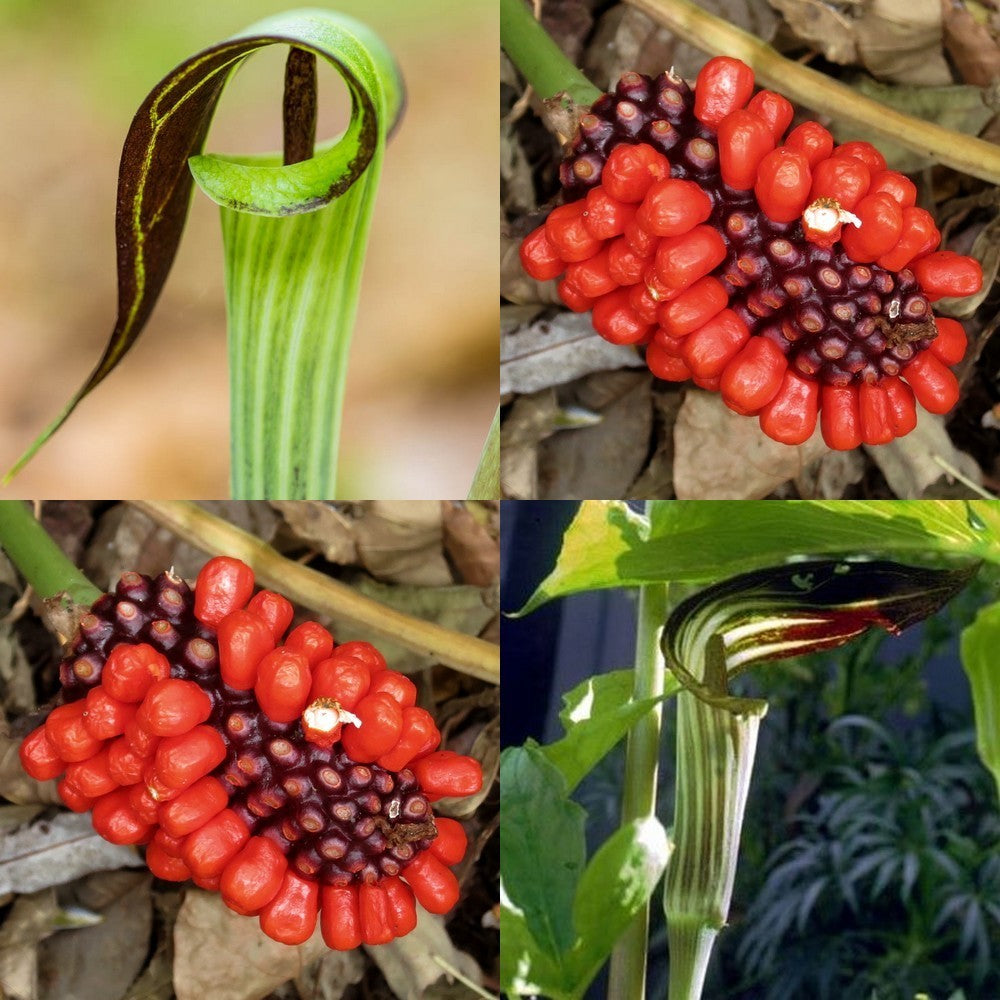 Arisaema amurense