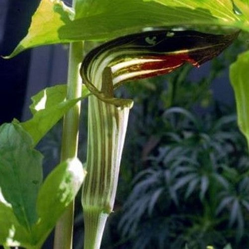 Arisaema amurense