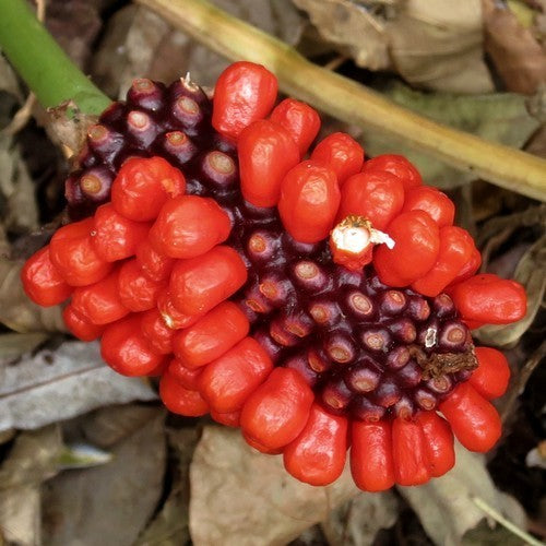 Arisaema amurense
