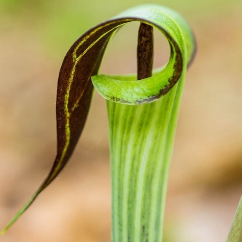 Arisaema amurense