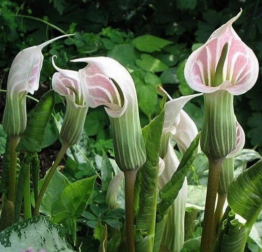 Arisaema candidissimum 'Pinkish' 1 Knol