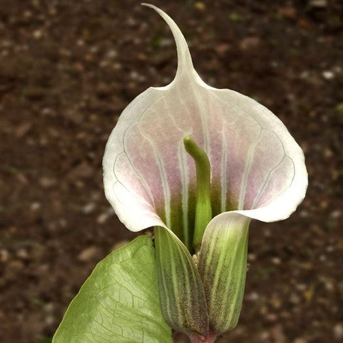 Arisaema candidissimum 'Pinkish' 1 Knol