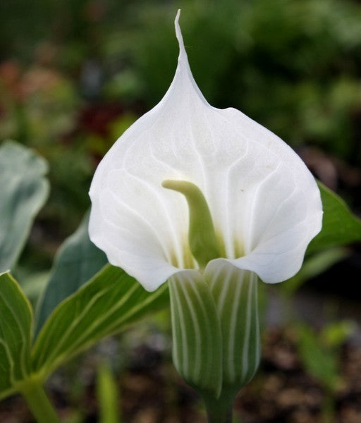 Arisaema candidissimum 'White Flowered'