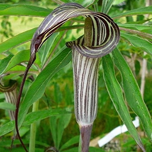 Arisaema consanguineum