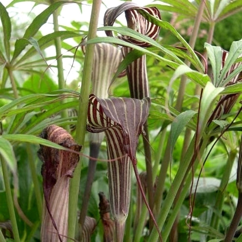 Arisaema consanguineum