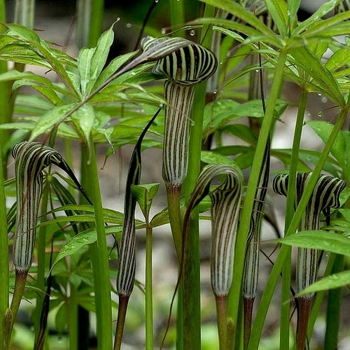 Arisaema consanguineum