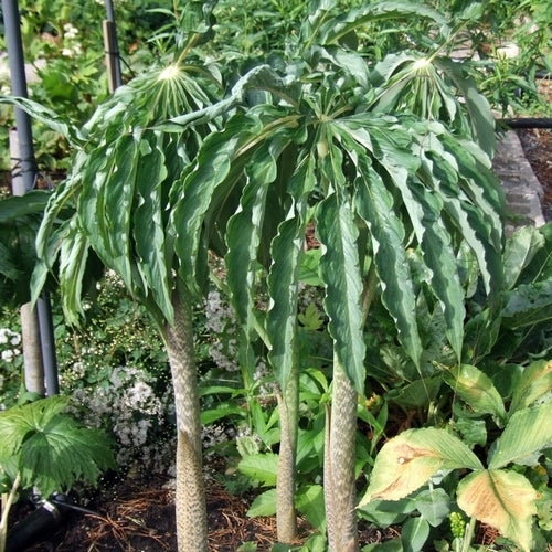 Arisaema consanguineum