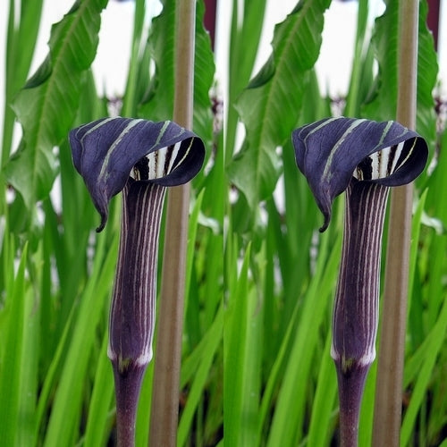Arisaema concinnum