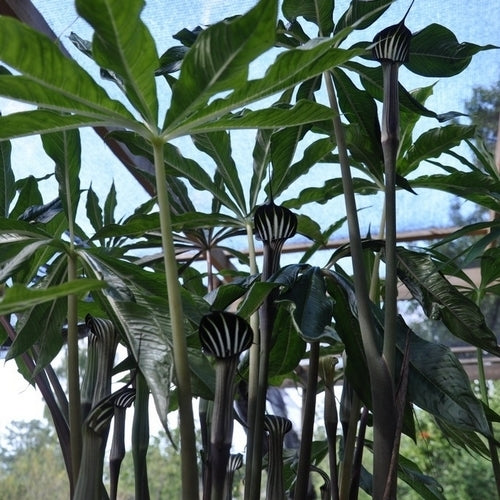 Arisaema concinnum