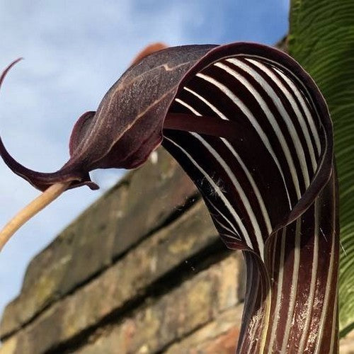 Arisaema costatum