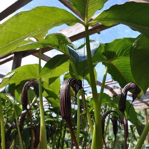 Arisaema costatum