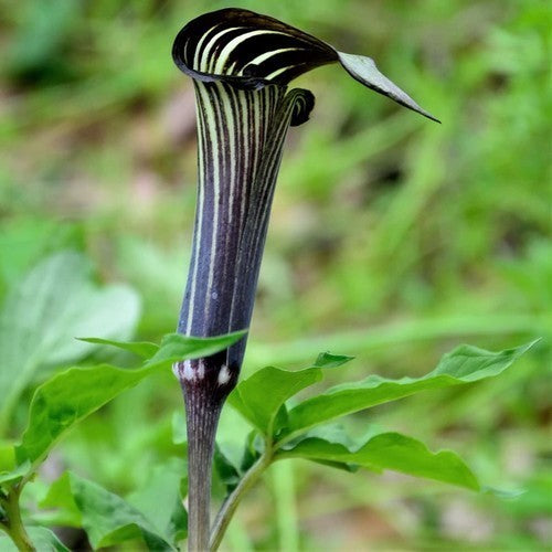 Arisaema costatum