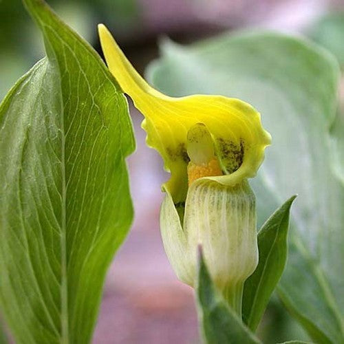 Arisaema flavum