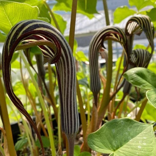Arisaema franchetianum