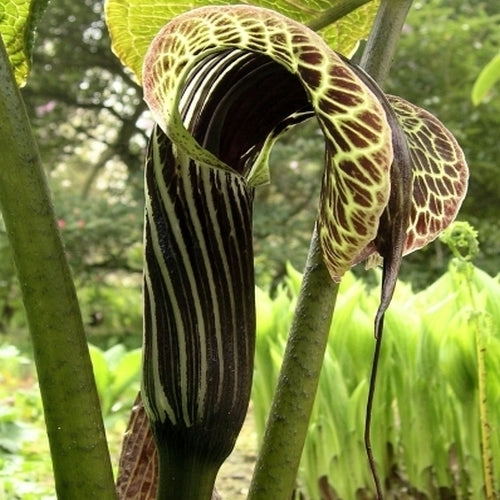 Arisaema griffithii